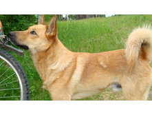 ������ �����...