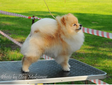 Aljens Sanji of lenette