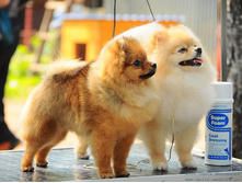 ������� ��� ��� ������ �����