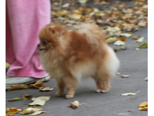 �RAVO\"S ME\"N\"MY LTTLE SHADOW