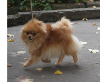 �RAVO\"S ME\"N\"MY LTTLE SHADOW