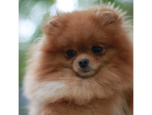 �RAVO\"S ME\"N\"MY LTTLE SHADOW