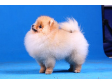 ��� ������ �������� ����