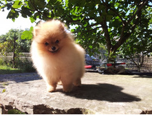 ��� ������ �������� ����