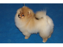 ��� ������ �������� ����