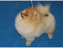 ��� ������ �������� ����