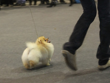 ��� ������ �������� ����