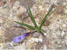 ��� ������