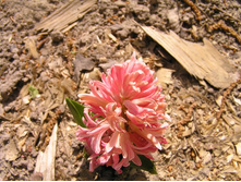 ���������)