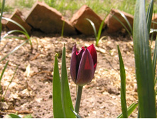 ������� \"�������� ����\")