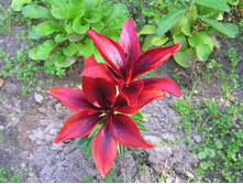 ��������� �����