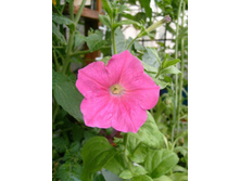 ������� �������� ������������