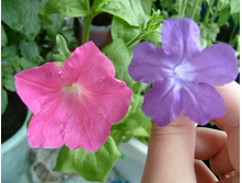 �������� ���� 2009 :)