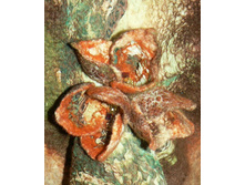 �������� ���� ����������