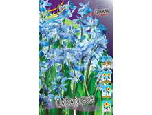 ������ ���������