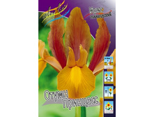 ���� ����� ��������