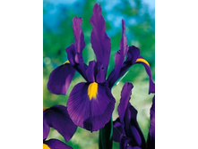 ���� ����� ��������