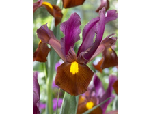 ���� ��� �����