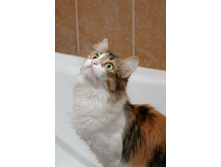 ����-�������