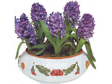 hyacinthus.jpg