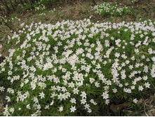 ����������.