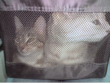 ���� � ���������