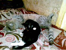 ������ � ����