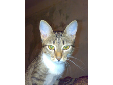 ����� ������