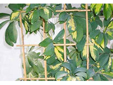 ��������� ���������� ���������� �����