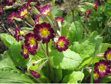 ������� ���������������