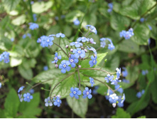 ������� Jack Frost