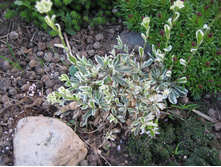 ��������))