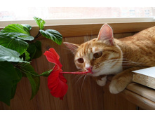 ���� - ����� ����� �����! (�)