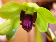 ������� ����������