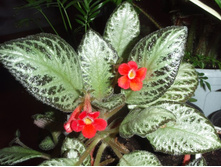 ������� ������