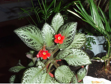 ������� ������