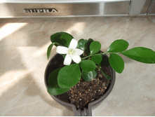 ������ �������