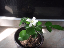 ������ �������