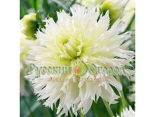 �������� ��� ������� - 72+%