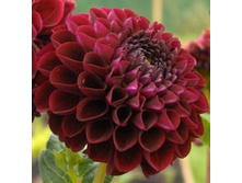 �������� ������� ���� -60