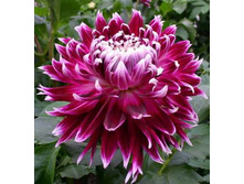 �������� �������� (��������������.) -72