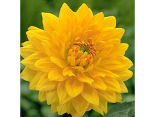 �������� ������ ������ -58