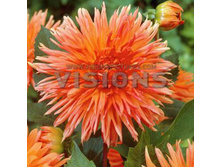 �������� ������ ������� ������� +68+%