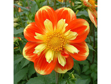 �������� ��� -72