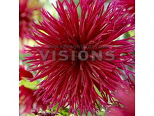 �������� ����� -74+%