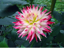 �������� ��-�� -71