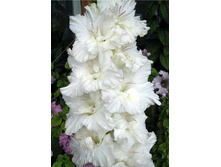 ��������� ��.��������� -71