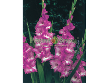 ��������� �������� ������� -67