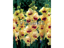 ��������� ������ -98