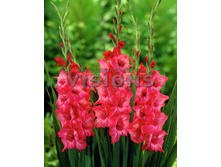 ��������� ������� -53